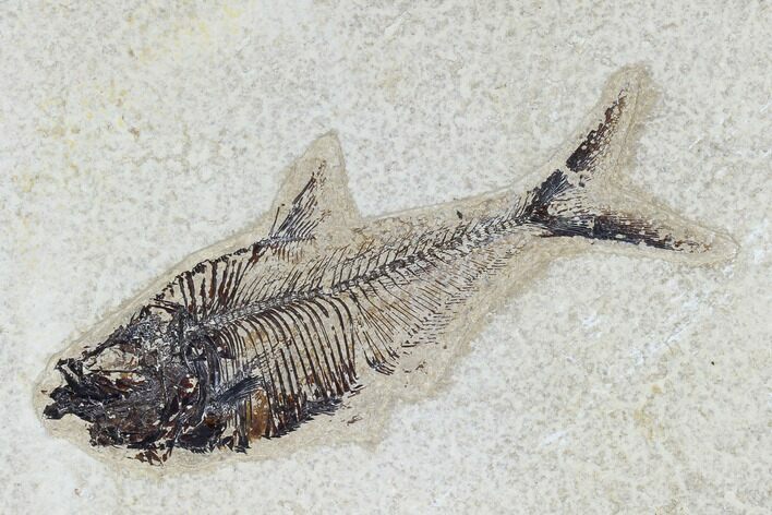 Fossil Fish (Diplomystus) - Green River Formation #115571